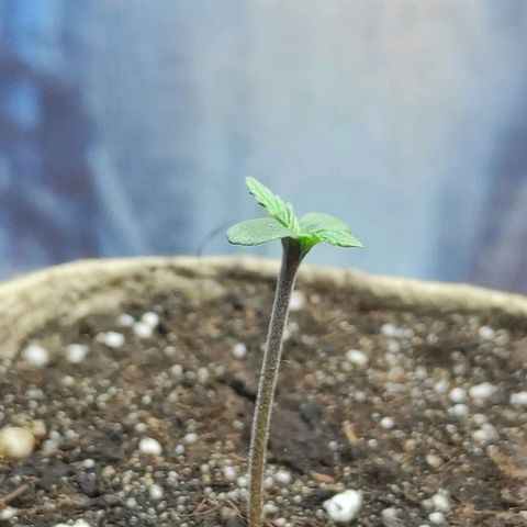 Wedding cake auto  growlog timeline photo