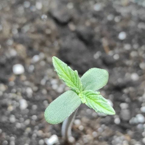 Wedding cake auto  growlog timeline photo