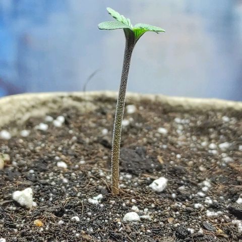 Wedding cake auto  growlog timeline photo