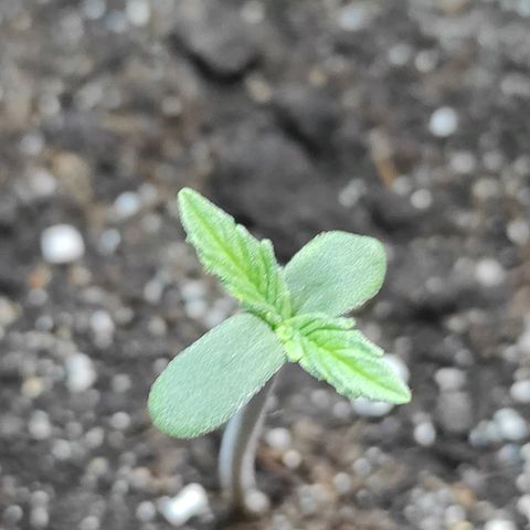 Wedding cake auto  growlog timeline photo