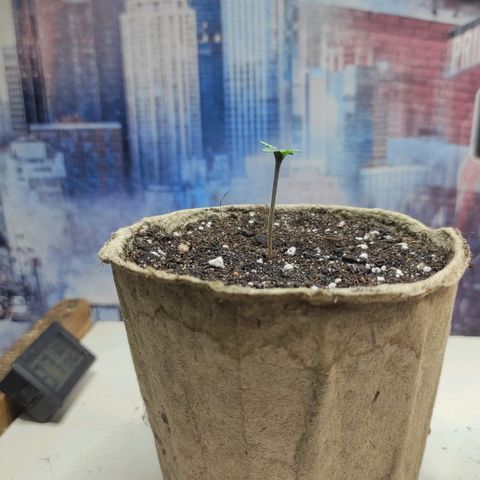 Wedding cake auto  growlog timeline photo