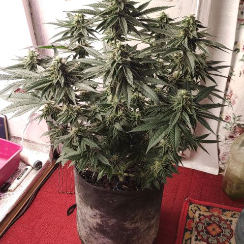 Bruce Banner  growlog photo: Подстрижка 