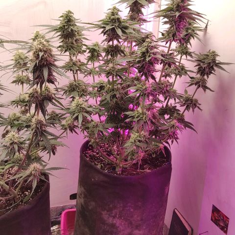 Bruce Banner  growlog photo: Подстрижка 
