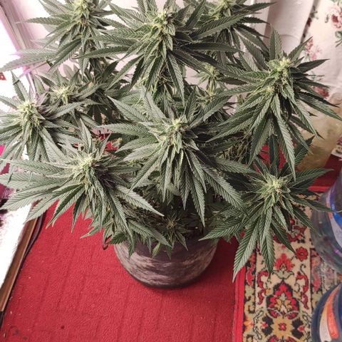 Bruce Banner  growlog photo: Подстрижка 