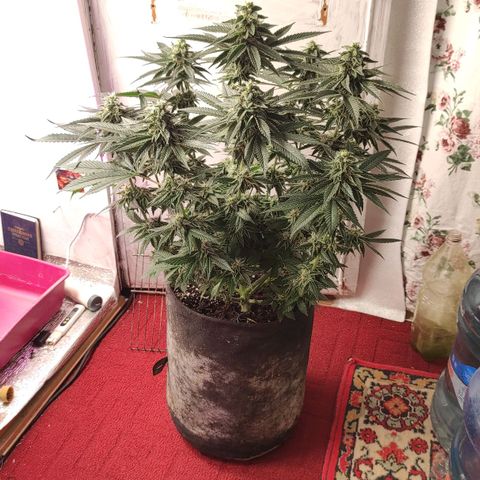 Bruce Banner  growlog photo: Подстрижка 