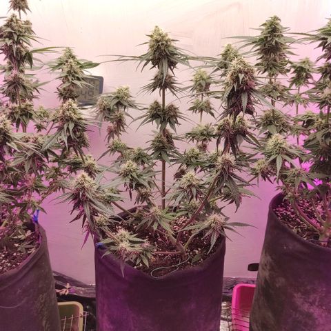 Белая вдова  growlog timeline photo