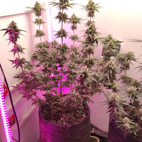 Брюс баннер 2  growlog timeline photo