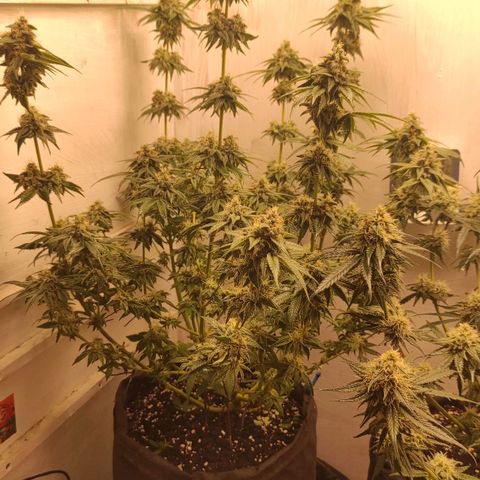 Брюс баннер 2  growlog timeline photo
