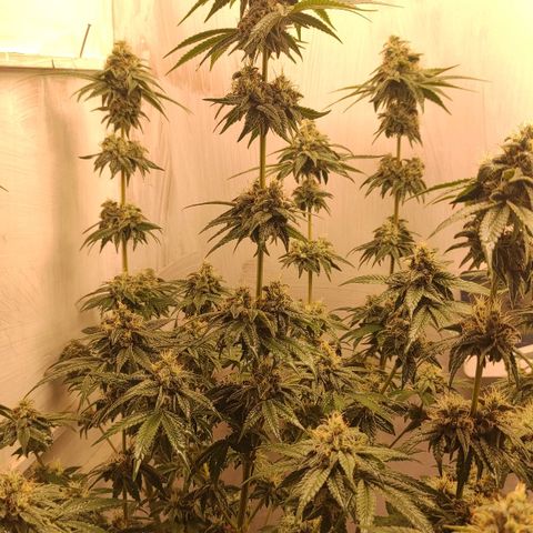 Брюс баннер 2  growlog timeline photo