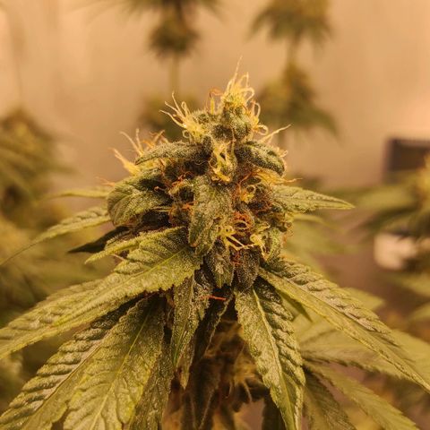 Брюс баннер 2  growlog timeline photo