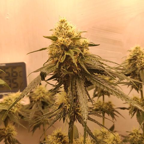 Брюс баннер 2  growlog timeline photo