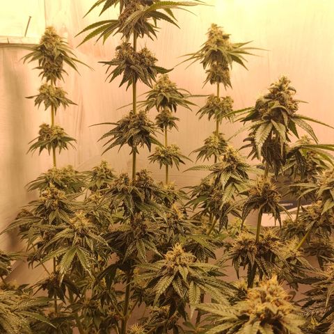 Брюс баннер 2  growlog timeline photo