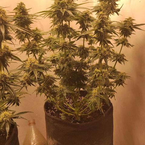 Bruce Banner  growlog timeline photo
