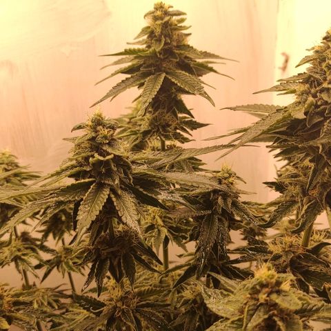 Bruce Banner  growlog timeline photo