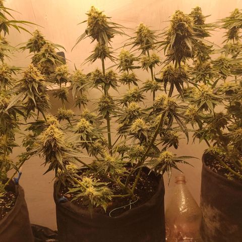 Белая вдова  growlog timeline photo