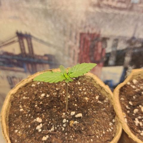 Wedding cake auto  growlog timeline photo