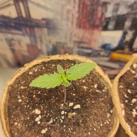 Wedding cake auto  growlog timeline photo
