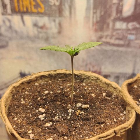 Wedding cake auto  growlog timeline photo