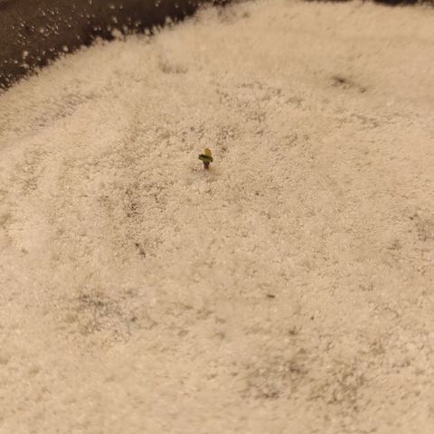 Wedding cake auto  growlog timeline photo