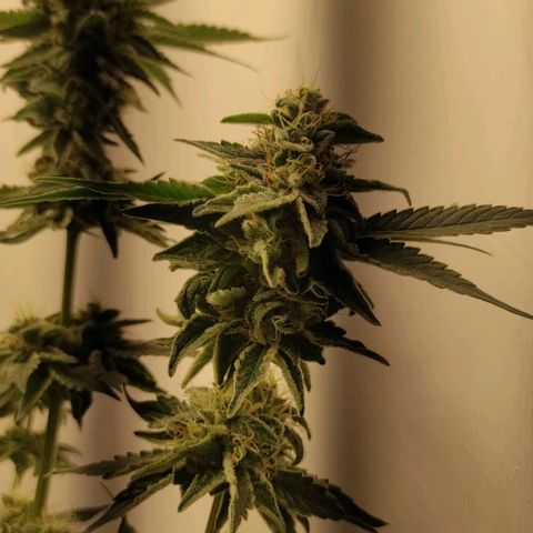Bruce Banner  growlog timeline photo