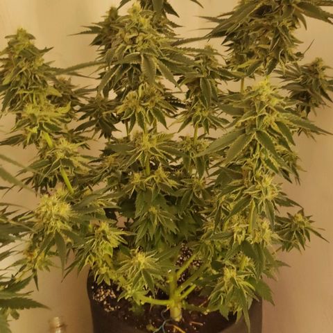Bruce Banner  growlog timeline photo