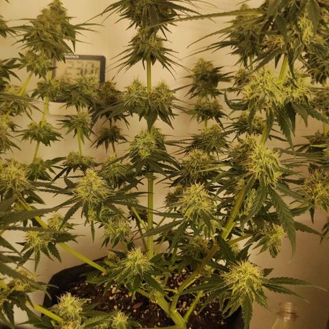Белая вдова  growlog timeline photo
