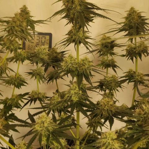 Белая вдова  growlog timeline photo