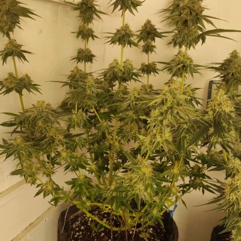 Брюс баннер 2  growlog timeline photo