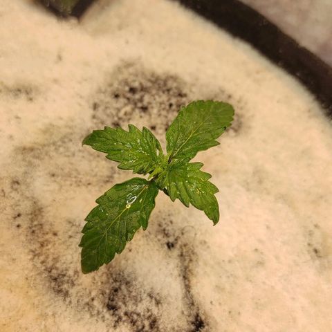 Wedding cake auto  growlog timeline photo