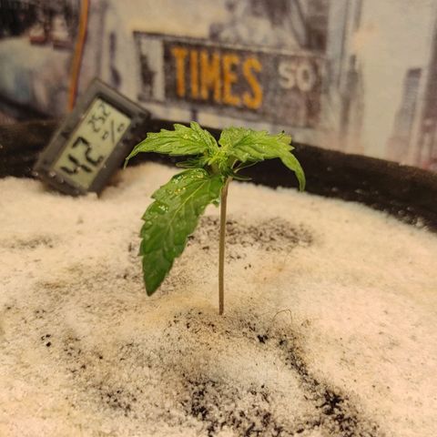 Wedding cake auto  growlog timeline photo