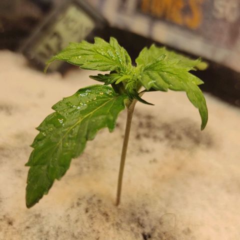 Wedding cake auto  growlog timeline photo