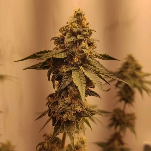 Брюс баннер 2  growlog timeline photo