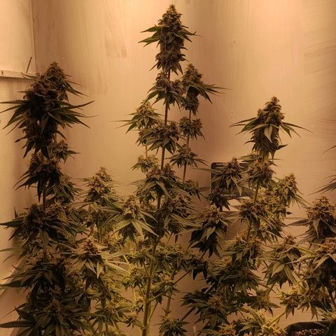 Брюс баннер 2  growlog timeline photo