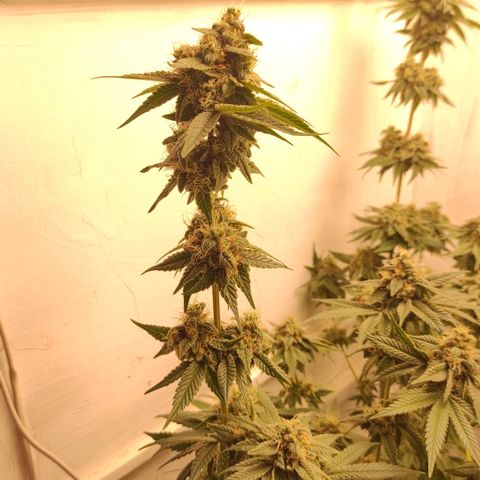 Брюс баннер 2  growlog timeline photo