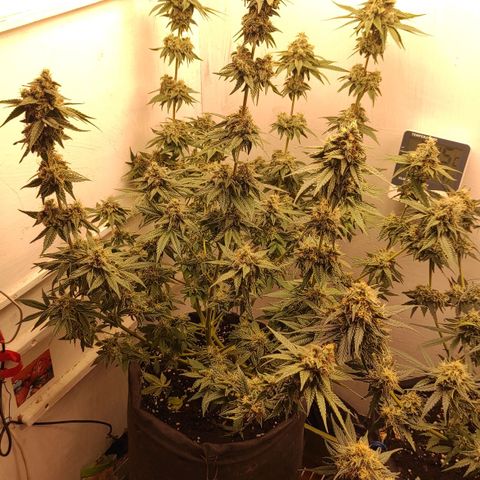 Брюс баннер 2  growlog timeline photo