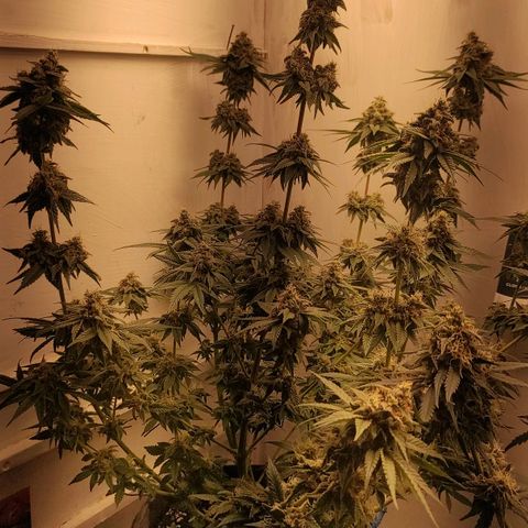 Брюс баннер 2  growlog timeline photo