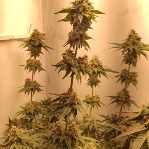Брюс баннер 2  growlog timeline photo