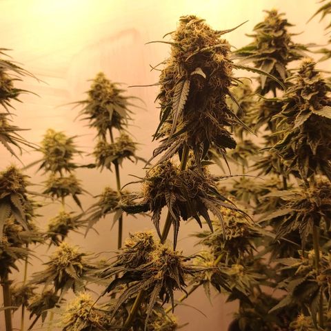 Bruce Banner  growlog timeline photo