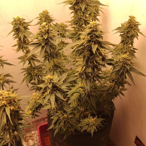 Bruce Banner  growlog timeline photo