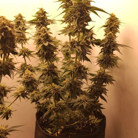 Bruce Banner  growlog timeline photo