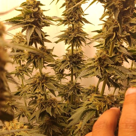 Bruce Banner  growlog timeline photo