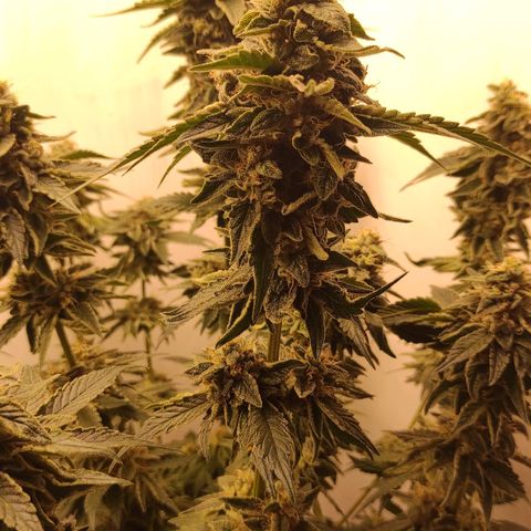 Bruce Banner  growlog timeline photo