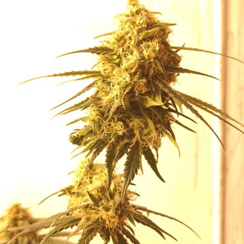 Белая вдова  growlog timeline photo
