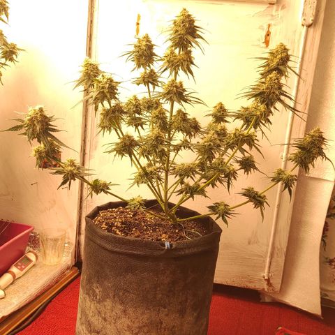 Белая вдова  growlog timeline photo