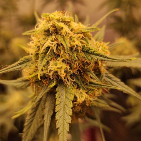 Белая вдова  growlog timeline photo