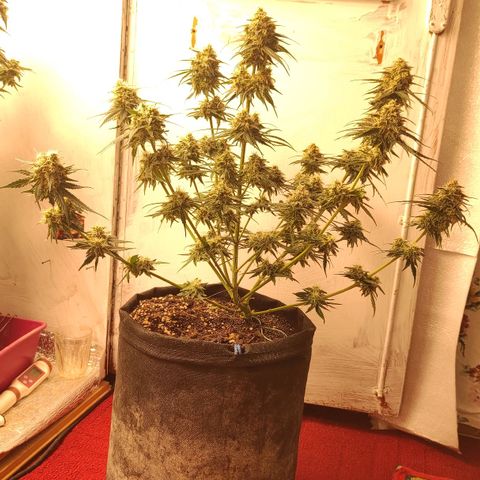 Белая вдова  growlog timeline photo