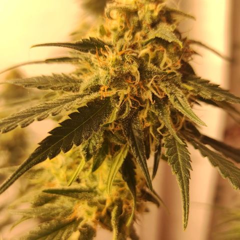 Белая вдова  growlog timeline photo