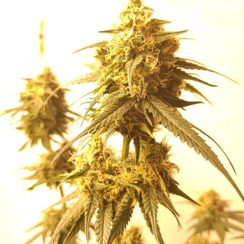 Белая вдова  growlog timeline photo