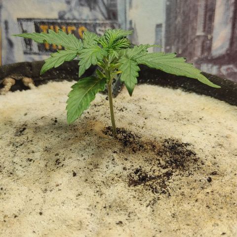 Wedding cake auto  growlog timeline photo
