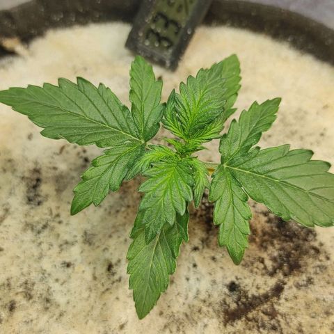 Wedding cake auto  growlog timeline photo